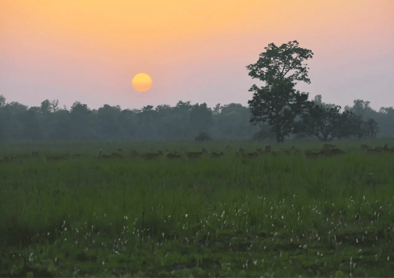 Sunset at Shuklaphanta