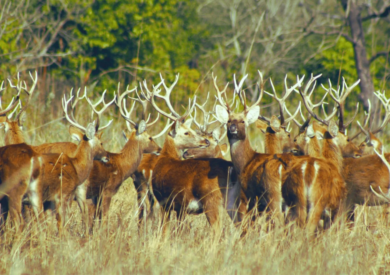 Swamp Deer in Shuklaphanta