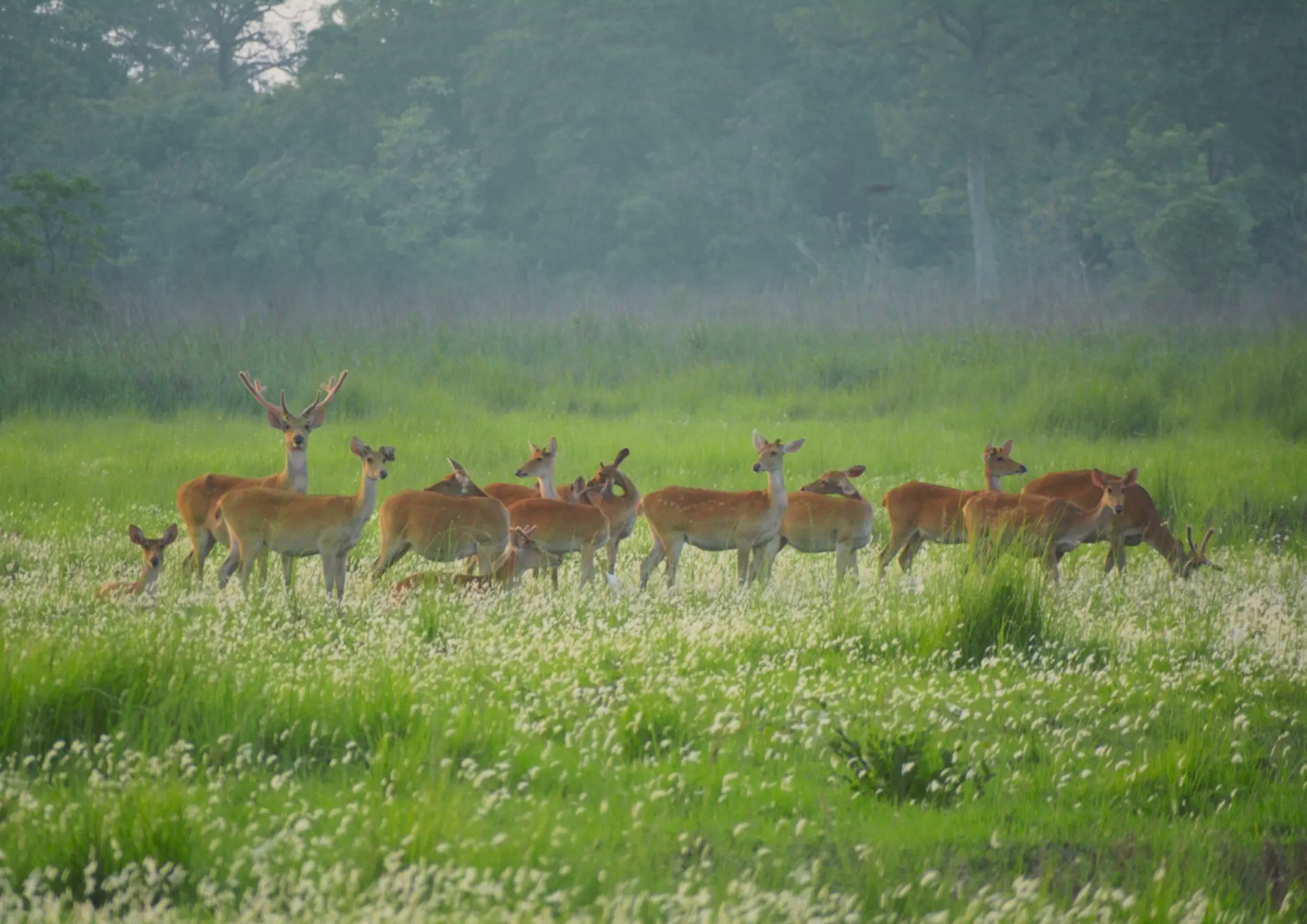 Swamp Deer — Barasingha